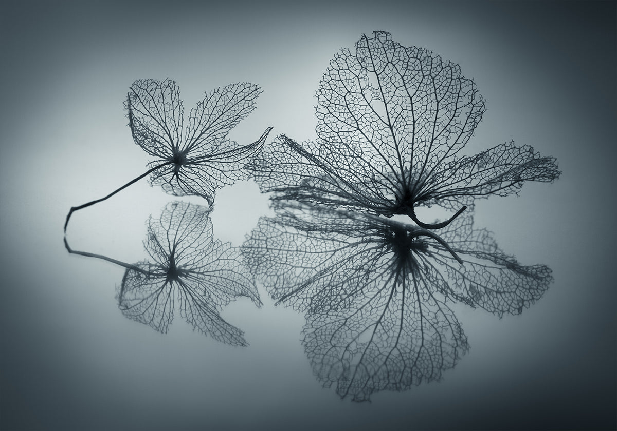 Ephemeral Schéinheet