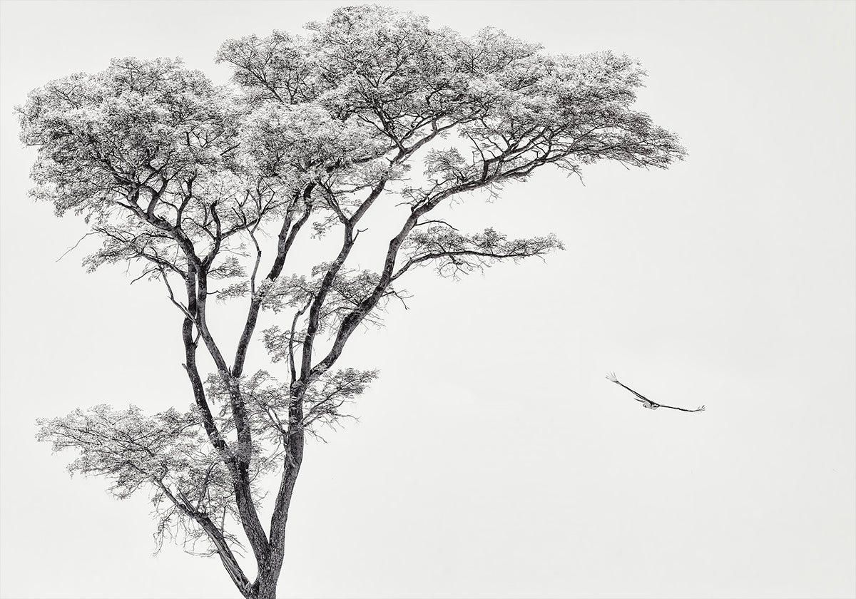 den afrikaneschen Adler Affiche