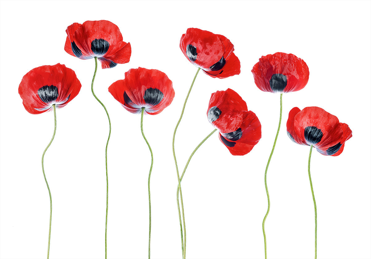 Ladybird Poppies Poster