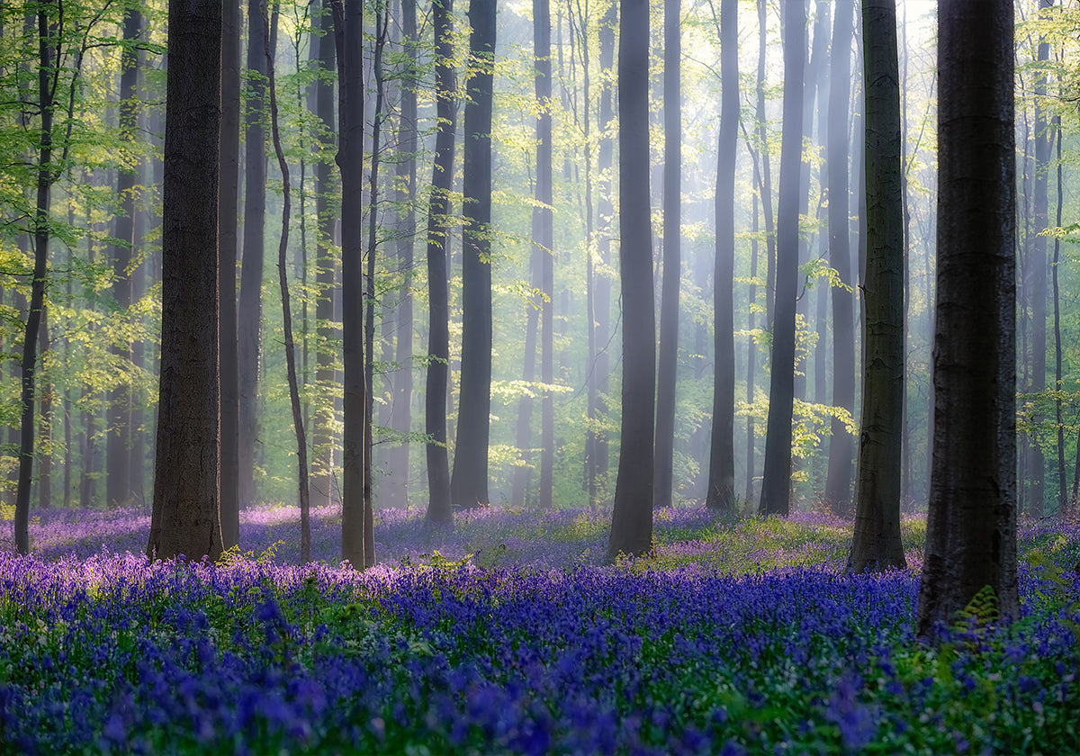 „Bluebell“ plakatas