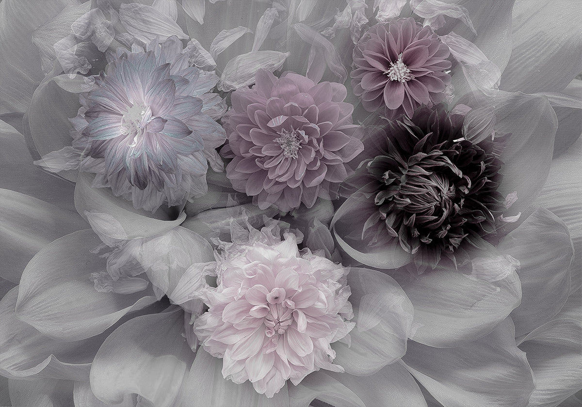 Dahlia Dram Affiche