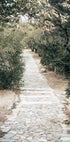 Olive Tree Garden Plakat - Posterbox.no