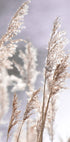 Pampas Grass Branches Plakat - Posterbox.no