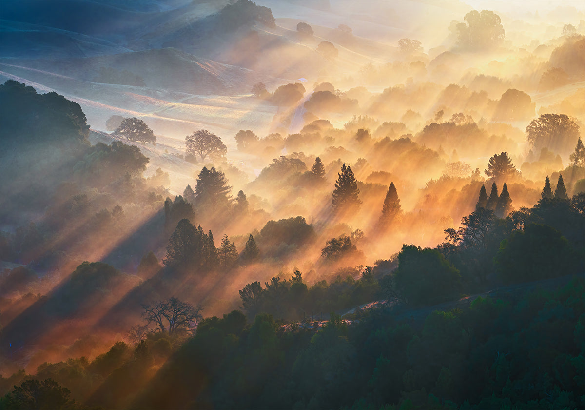 Morgenlicht-Poster