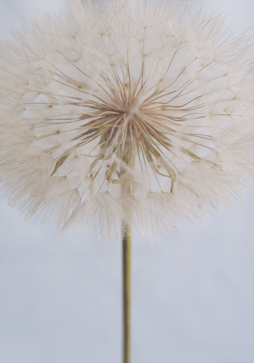 Delikat Dandelion