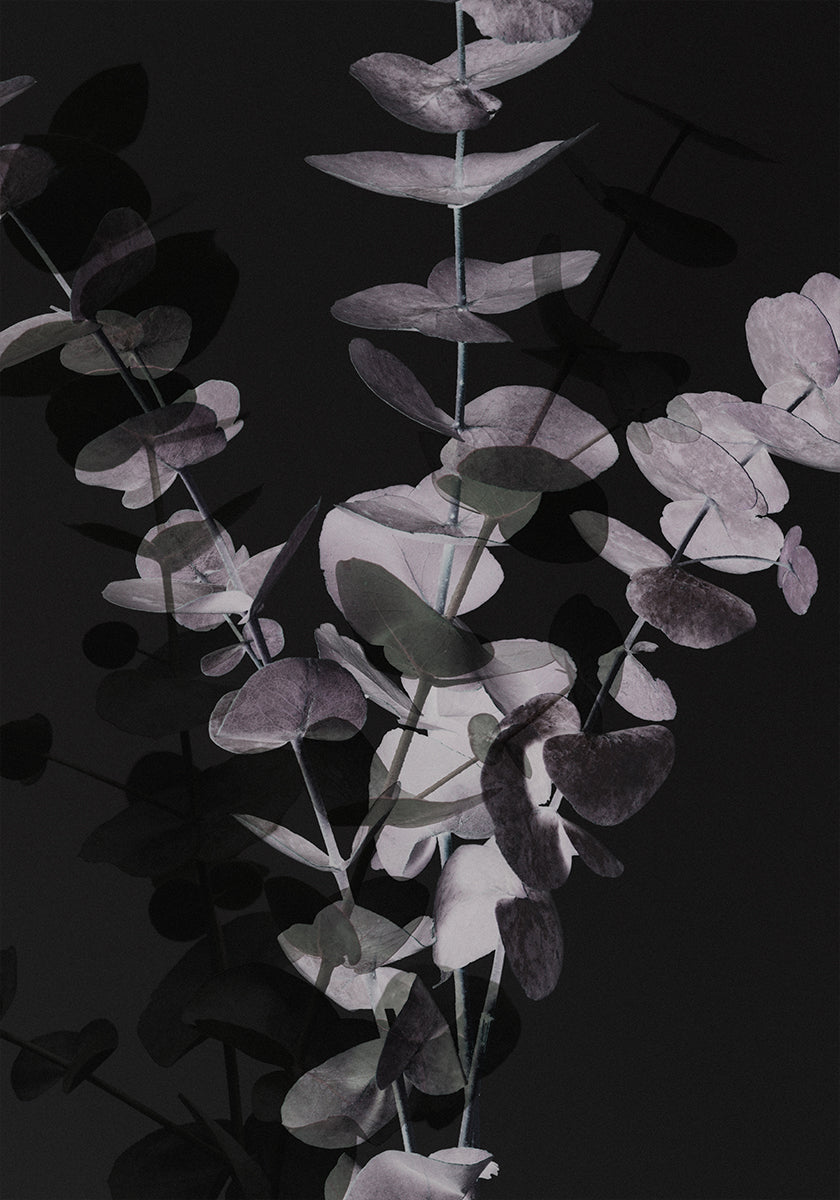 Eucalipt_Negativ_001