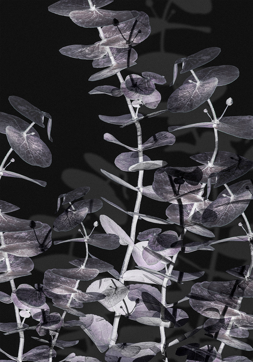 Eucalyptus Negative Nr.2 plakatas