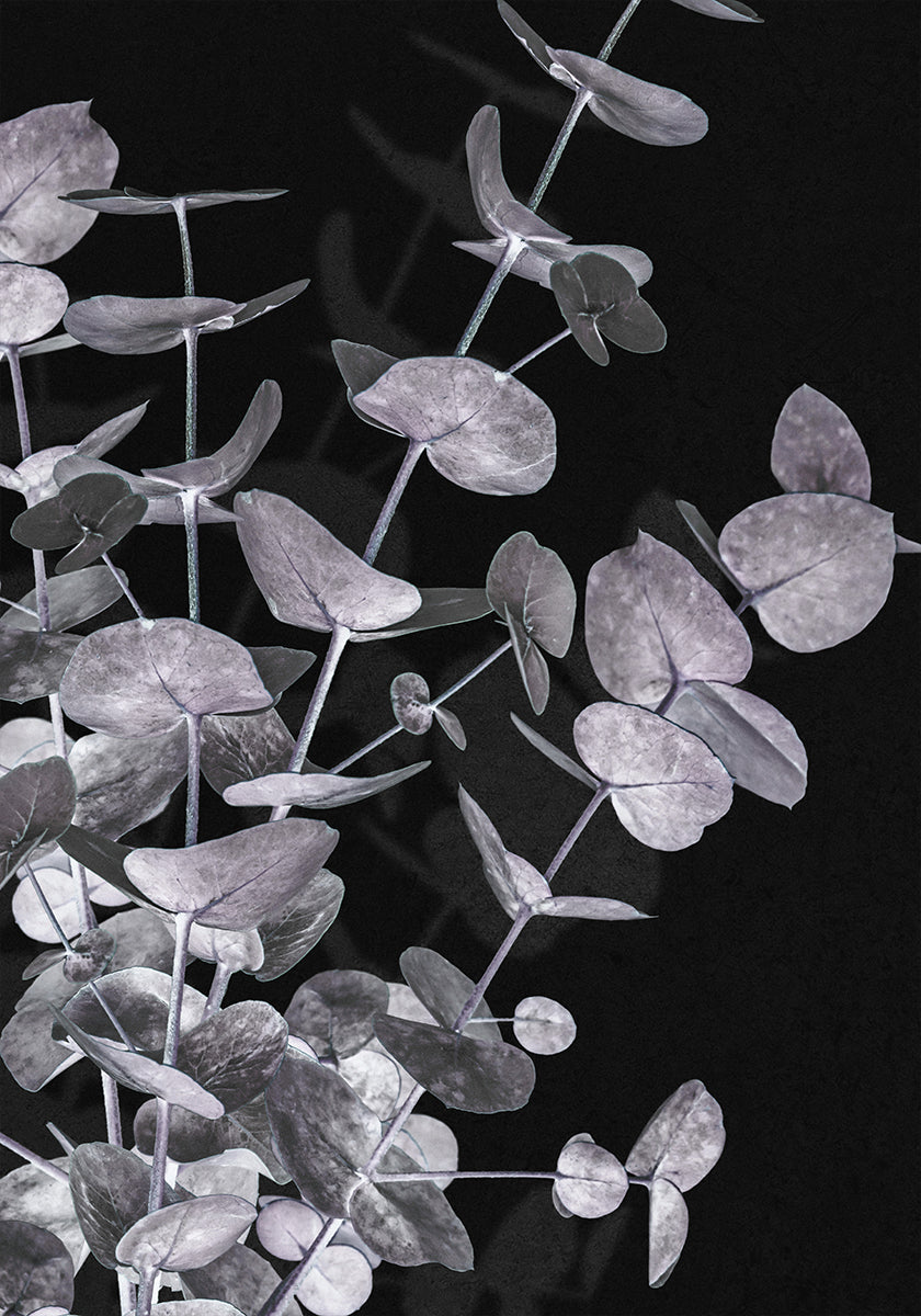 Eucalyptus Negative Nr.3 plakatas