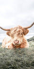 Highland Cow Chilling Plakat - Posterbox.dk