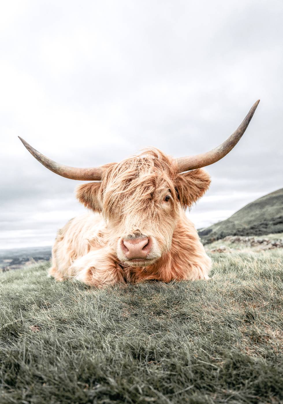 Highland Cow Chilling Plakat - Posterbox.dk