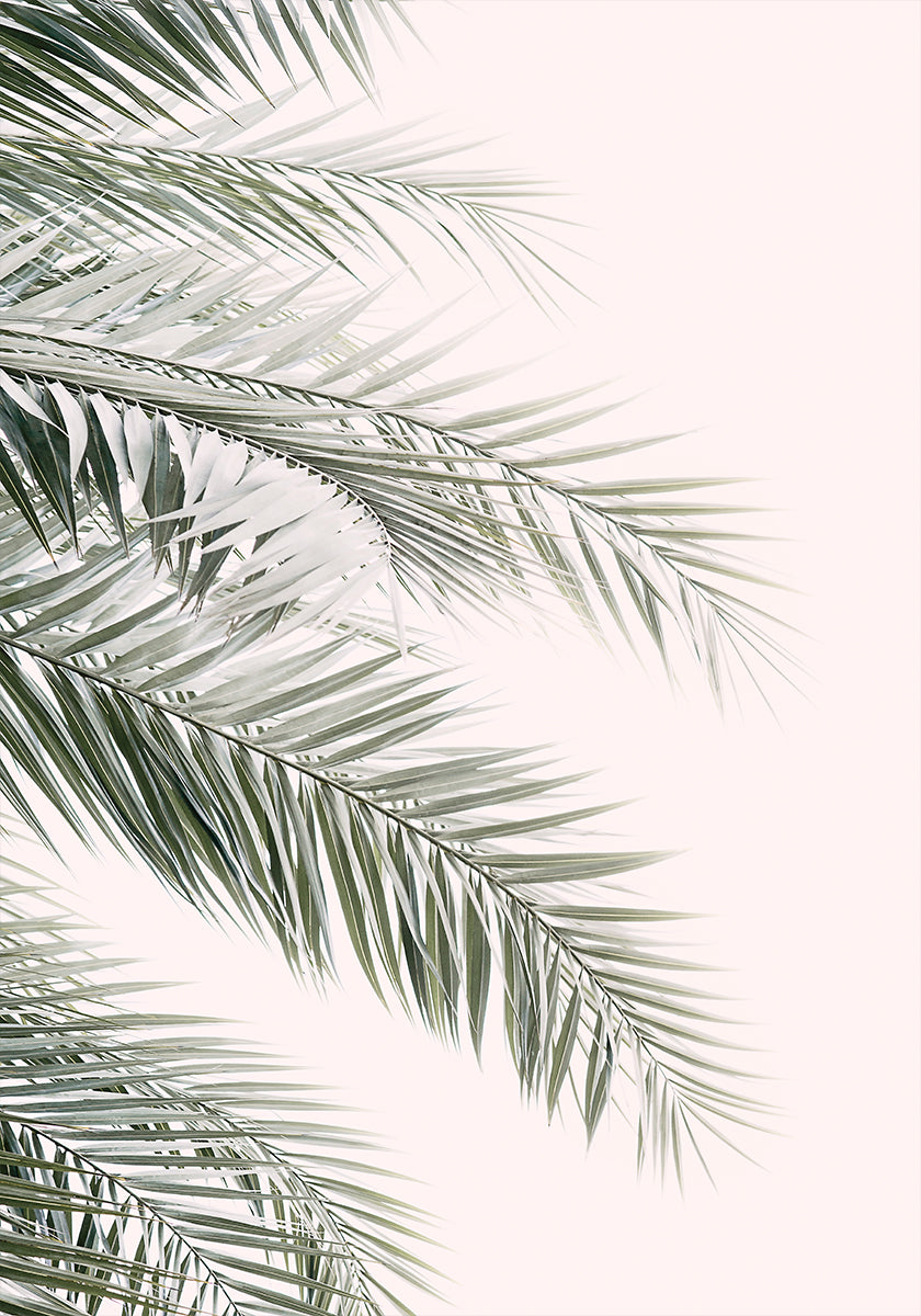 Blush Palm Leaves (NEW)