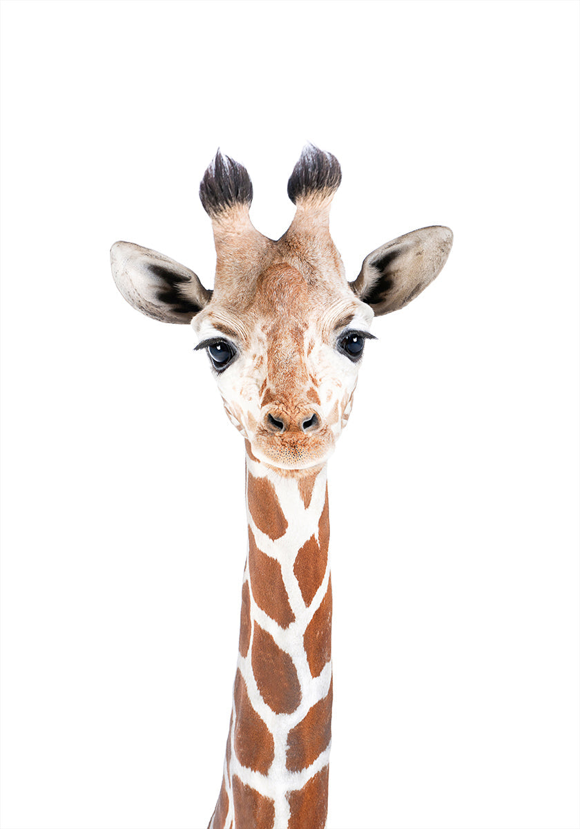 Baby Giraff Poster