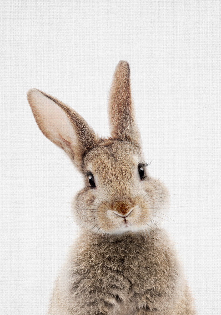 Poster Peekaboo Bunny