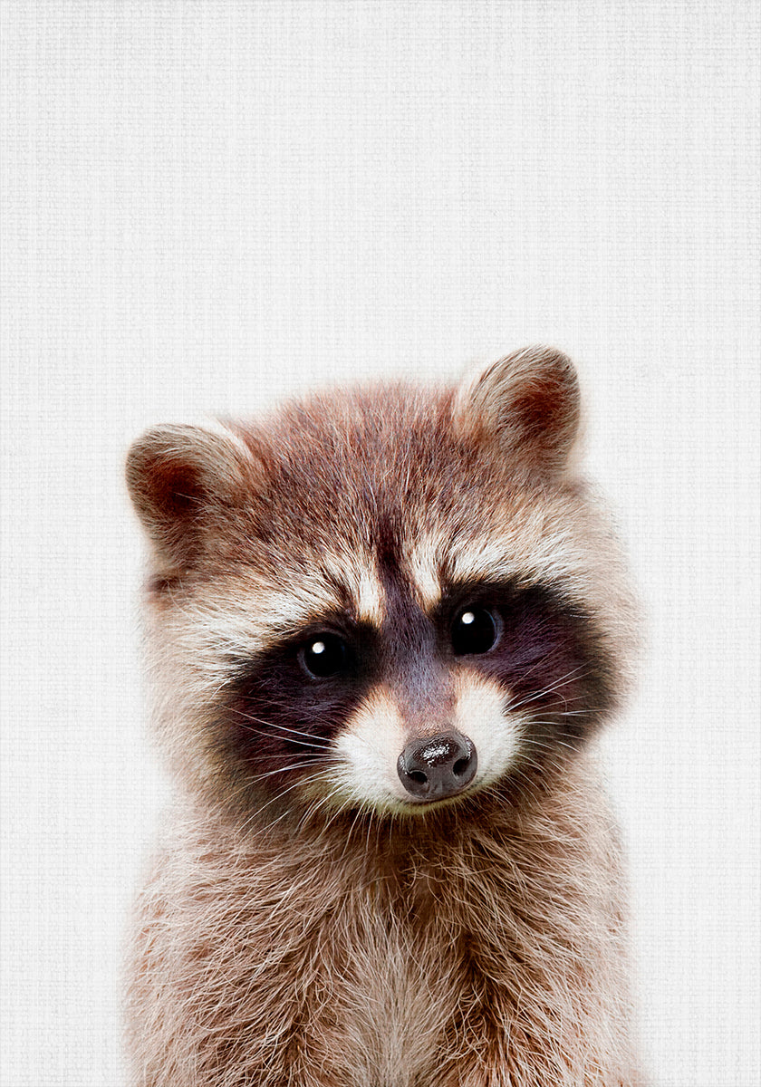 Peekaboo Raccoon plakat