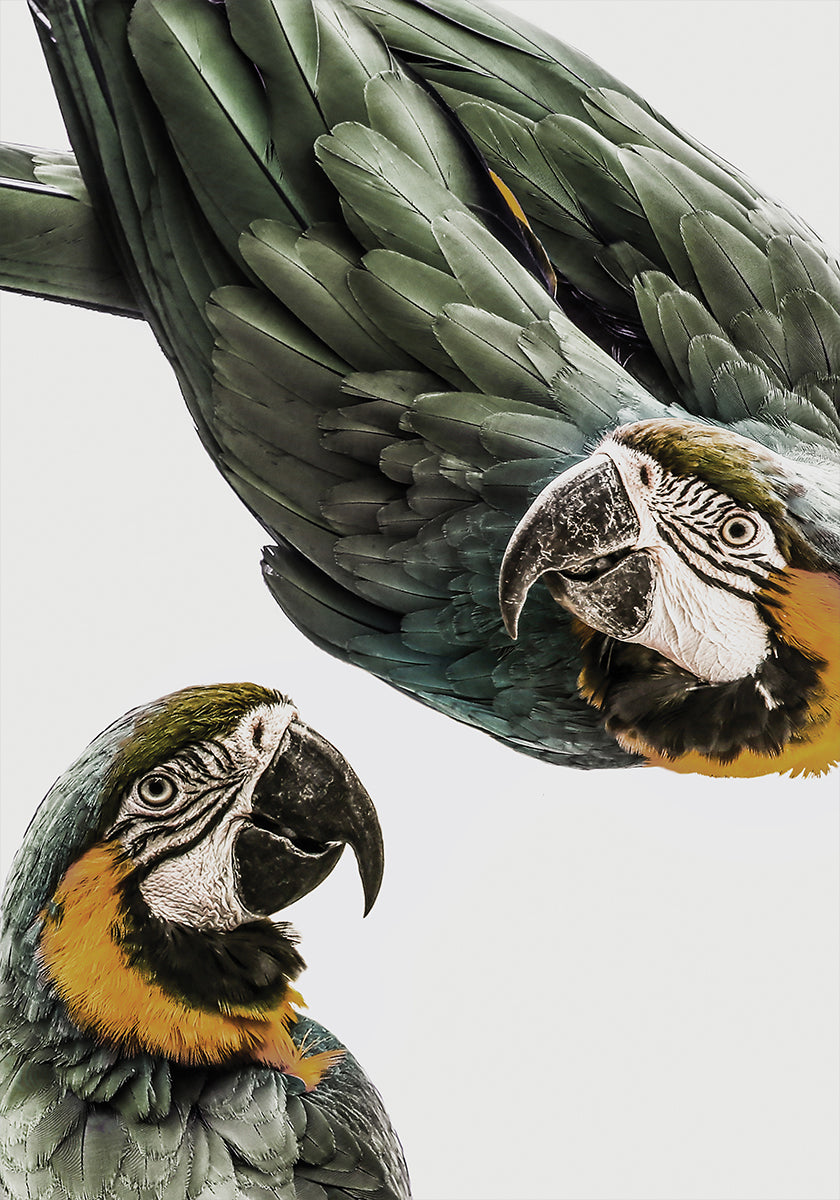 Élénk Parrot Duo