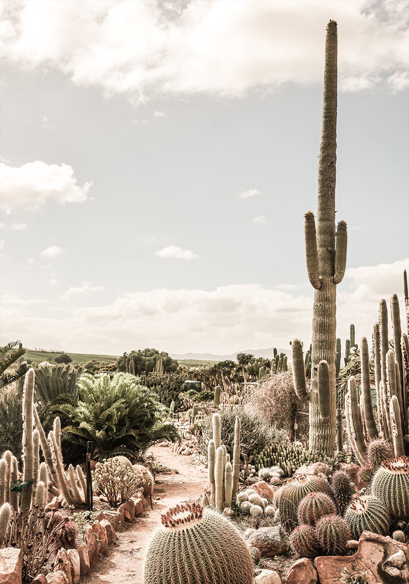 Plagát kaktusovej farmy