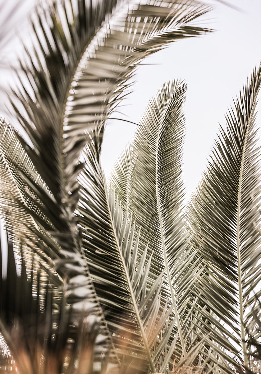 Palms suttogása