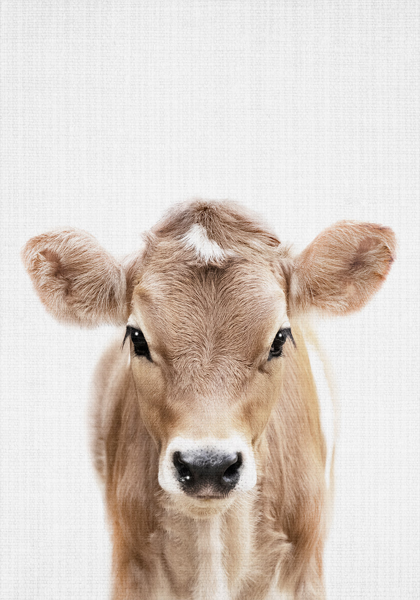Plakat Peekaboo Baby Cow