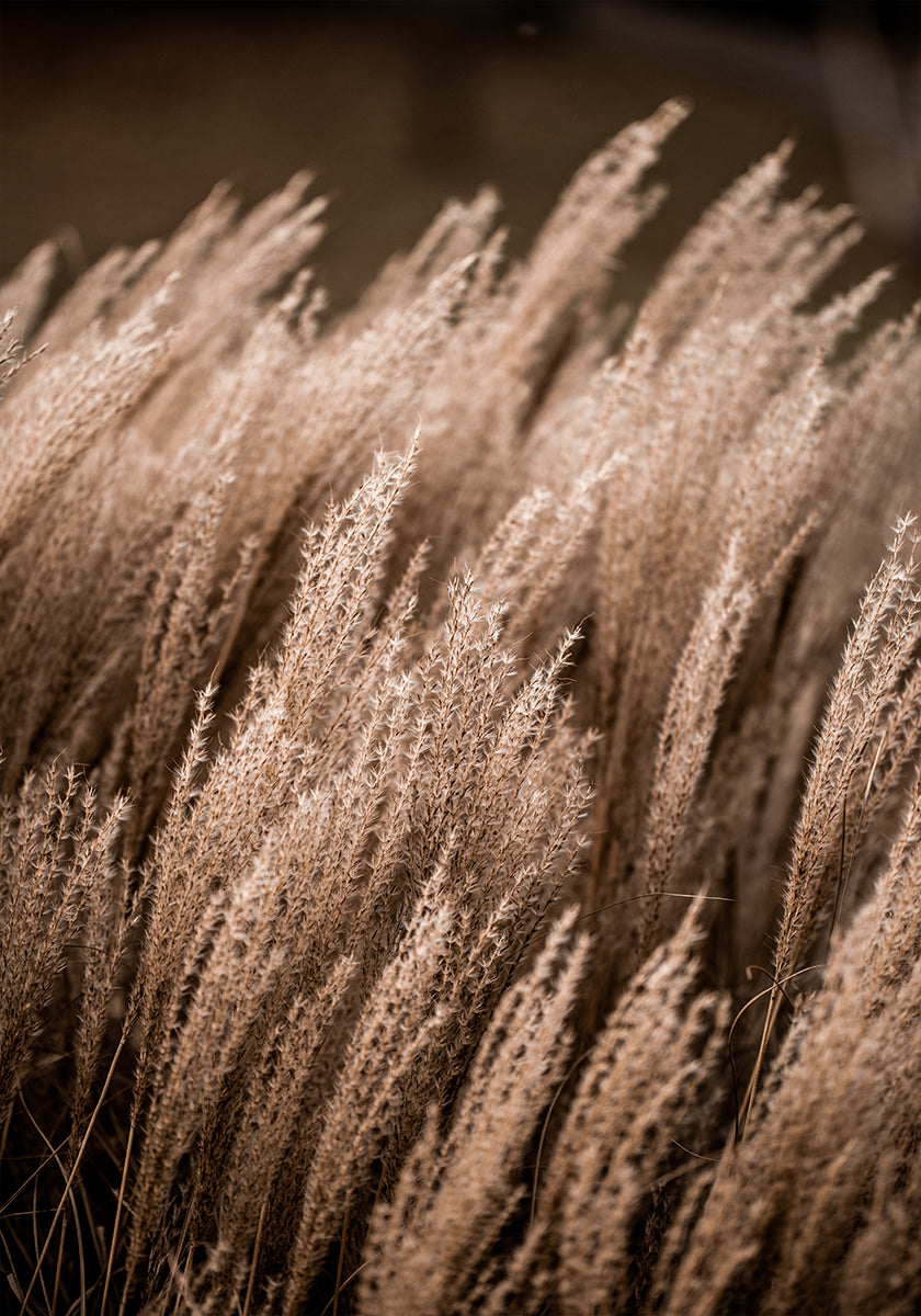 Grass 16