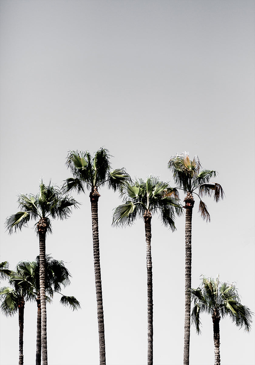 Palm Trees 5 Poster