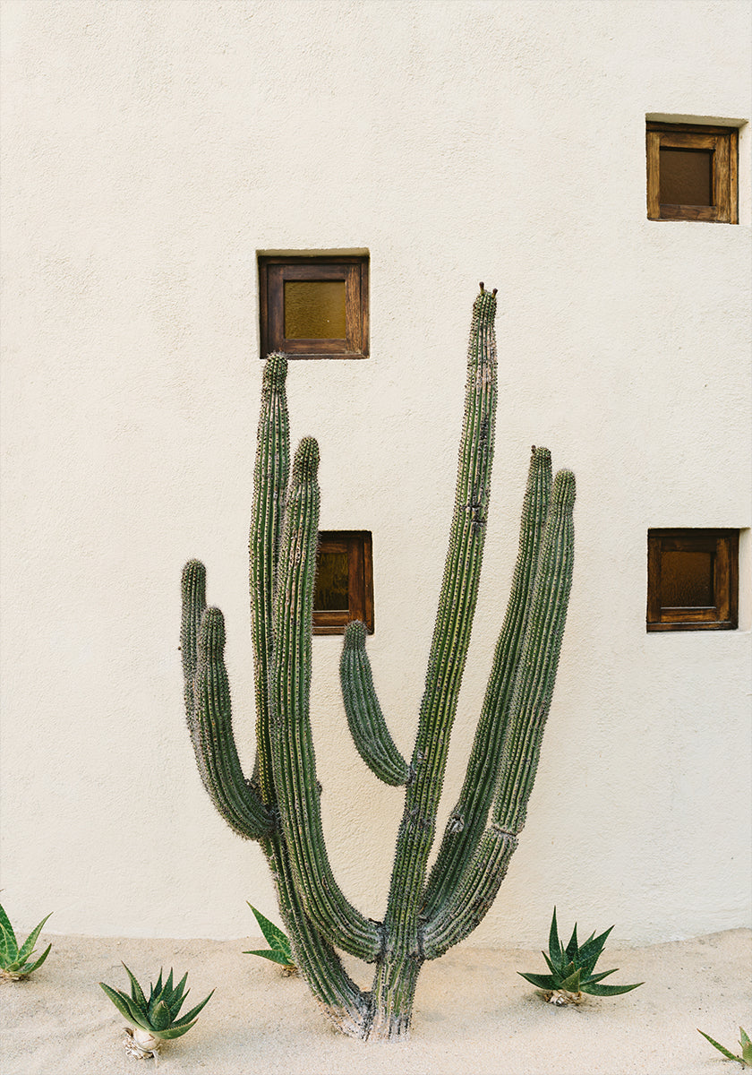 Cabo Cactus IX Plakat