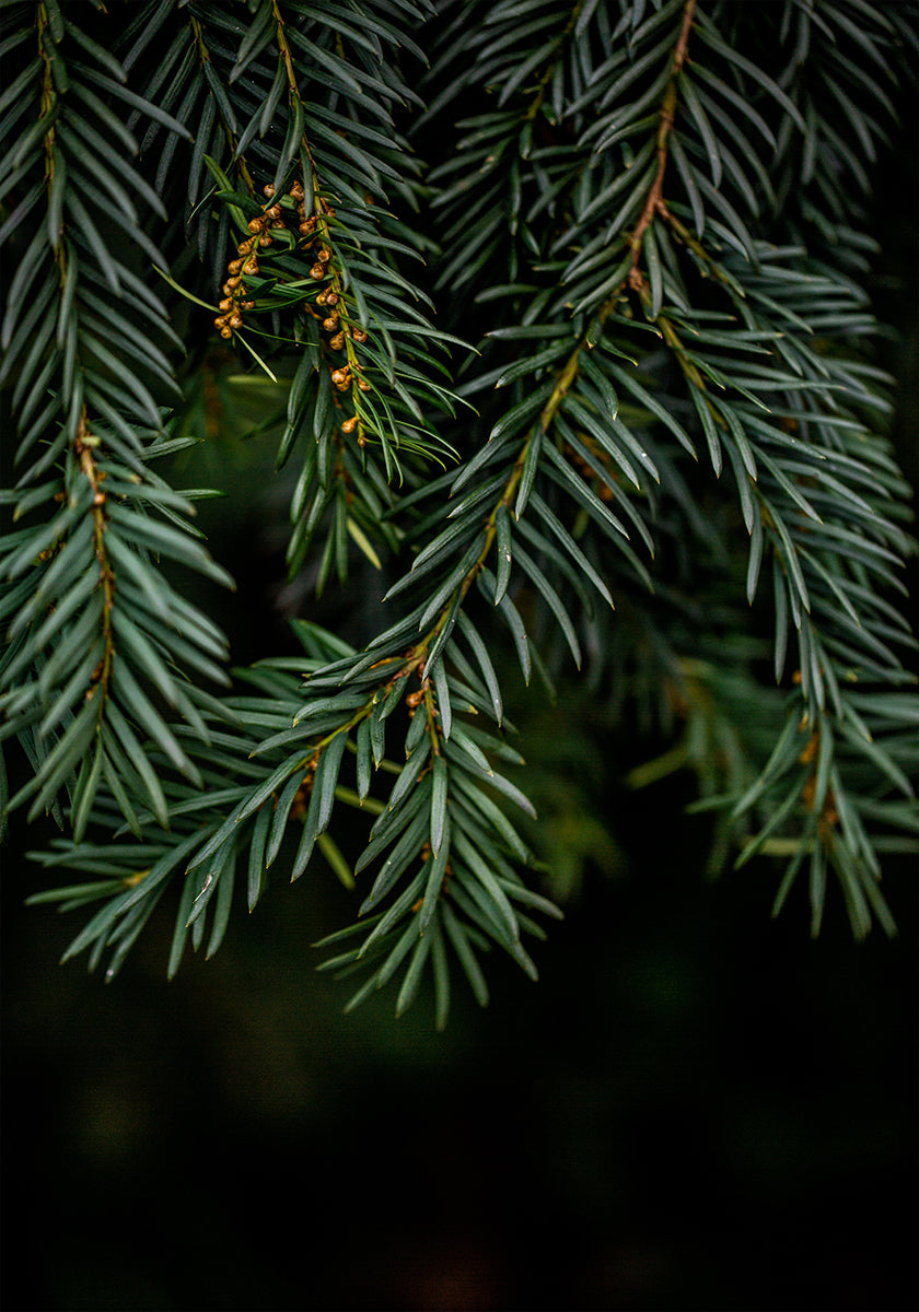 Plagát Winter Branches 7