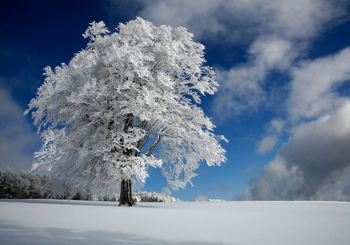 White Windbuche Švarcvaldē