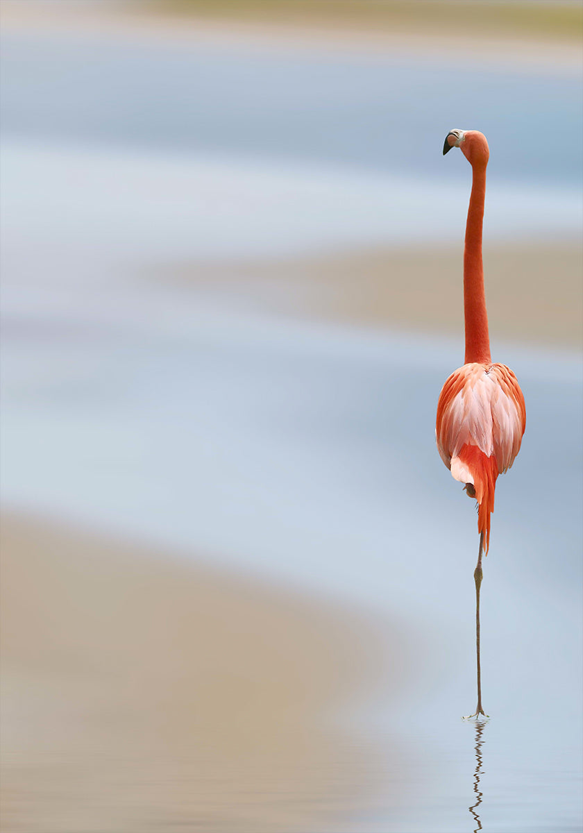 IN