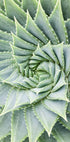 Aloe Vera Plant Plakat - Posterbox.no