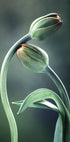 Tulip Buds Plakat - Posterbox.no