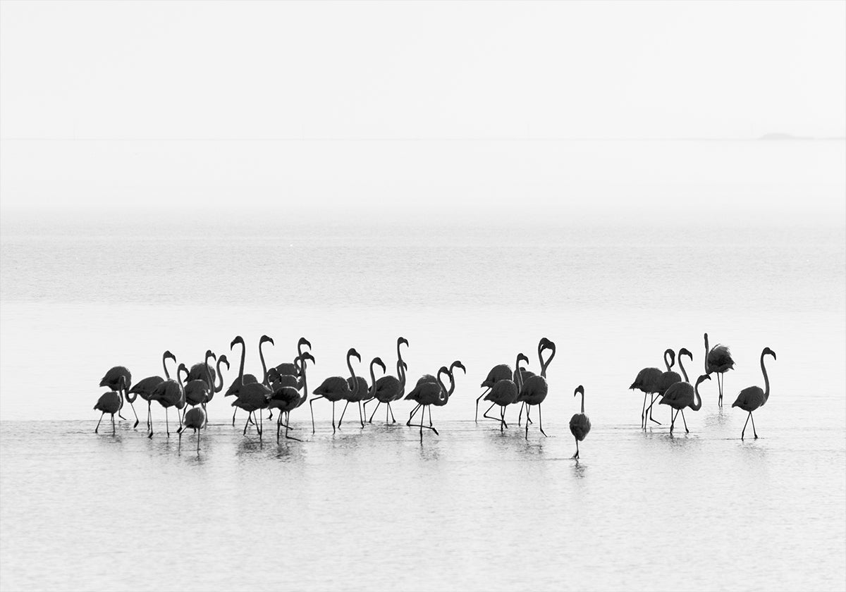 Flamingai