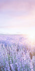 Purple Sunrise Plakat - Posterbox.no
