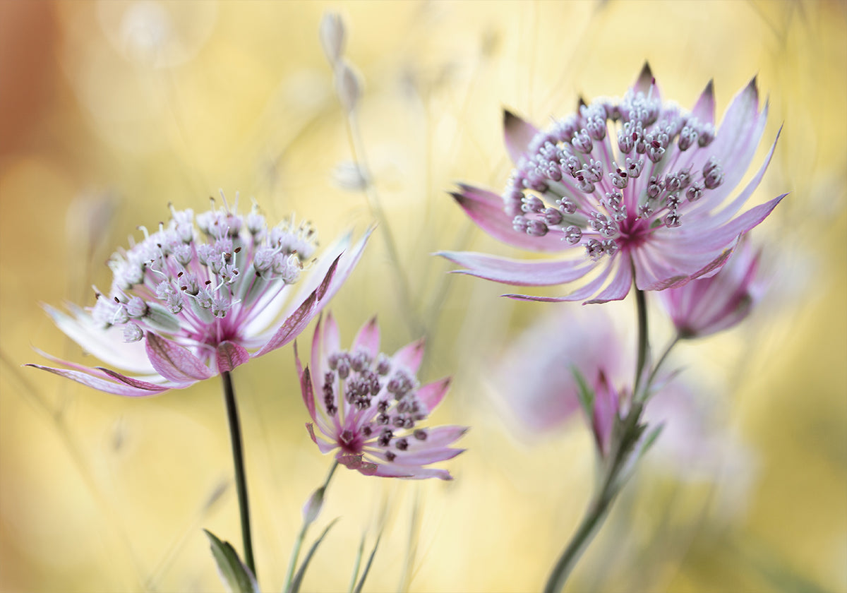 Astrantia Major plakat
