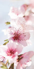 Peach Flowers Blossom Plakat - Posterbox.no