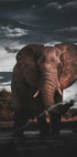 Majestic Elephant in Nature Plakat - Posterbox.dk