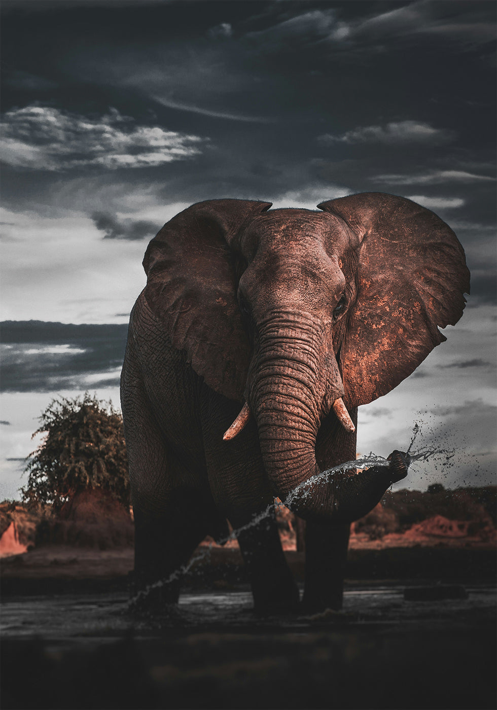 Majestic Elephant in Nature Plakat - Posterbox.dk