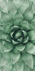 Green Succulent Plant Design Plakat - Posterbox.dk