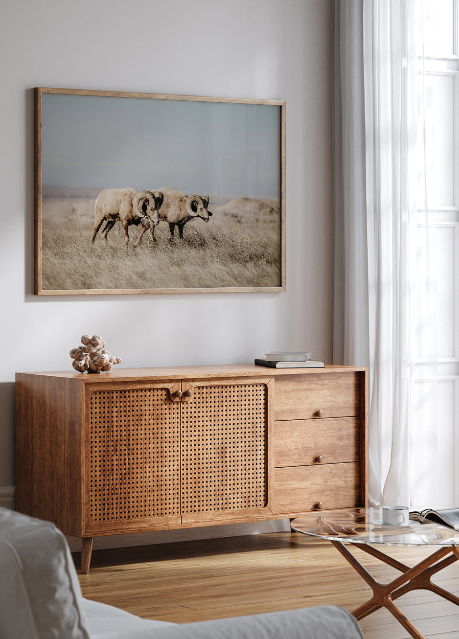 Bighorn Sheep in Field Plakat - Posterbox.dk