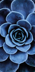 Blue Succulent Plakat - Posterbox.dk