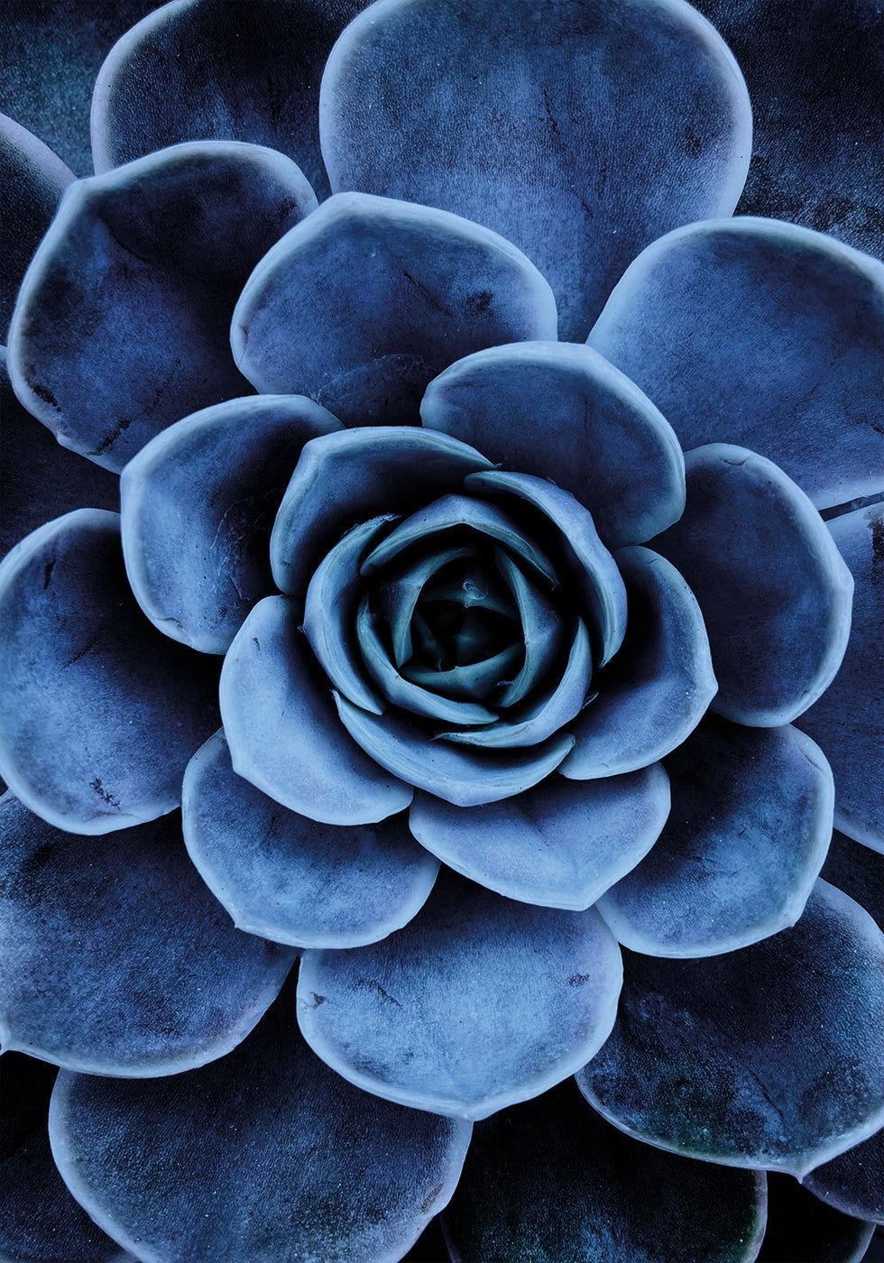 Blue Succulent Plakat - Posterbox.dk