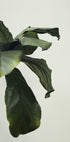 Botanical Leaves Plakat - Posterbox.dk