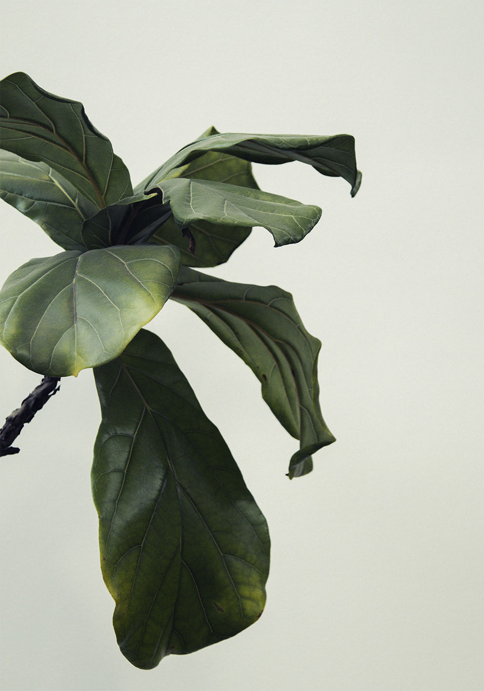 Botanical Leaves Plakat - Posterbox.dk