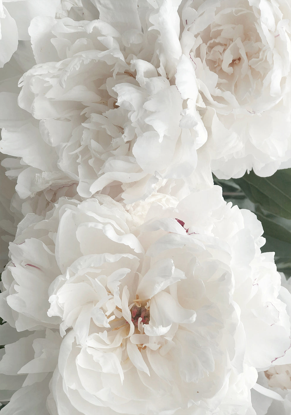 Bouquet Of White Peonies Plakat - Posterbox.dk
