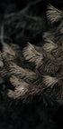Fir Needle No. 2 Plakat - Posterbox.dk