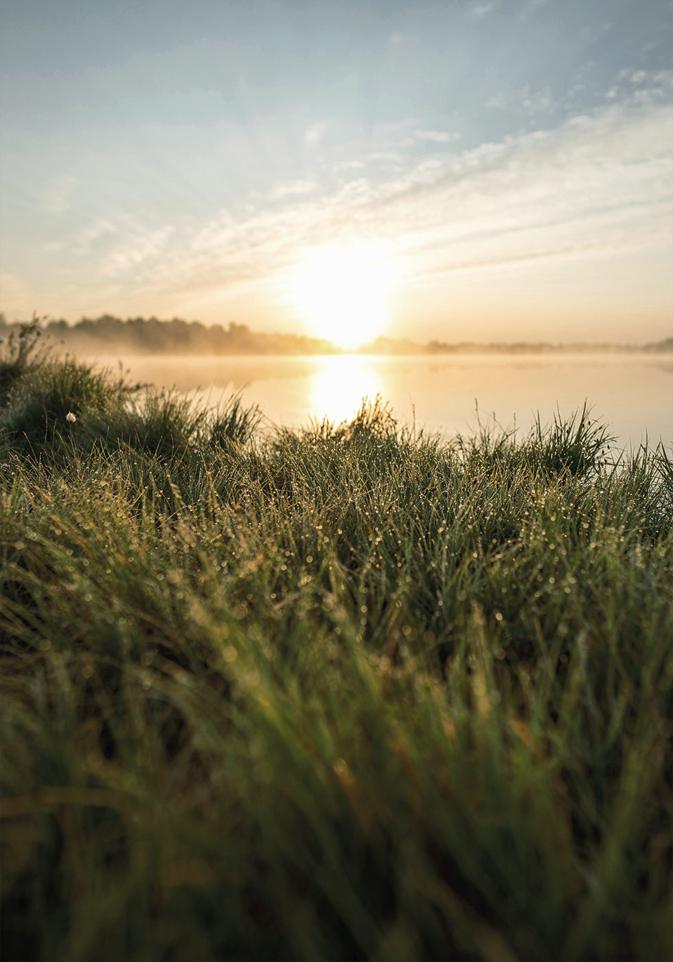 Dewy Dawn by the Lake Plakat - Posterbox.dk