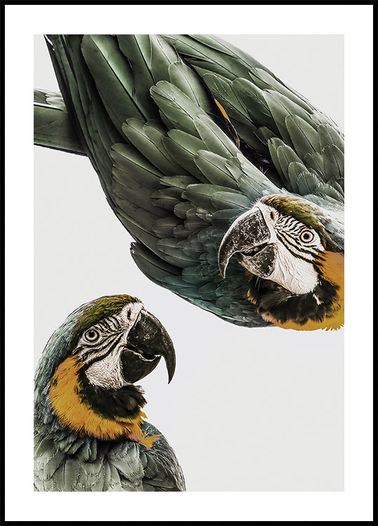Élénk Parrot Duo
