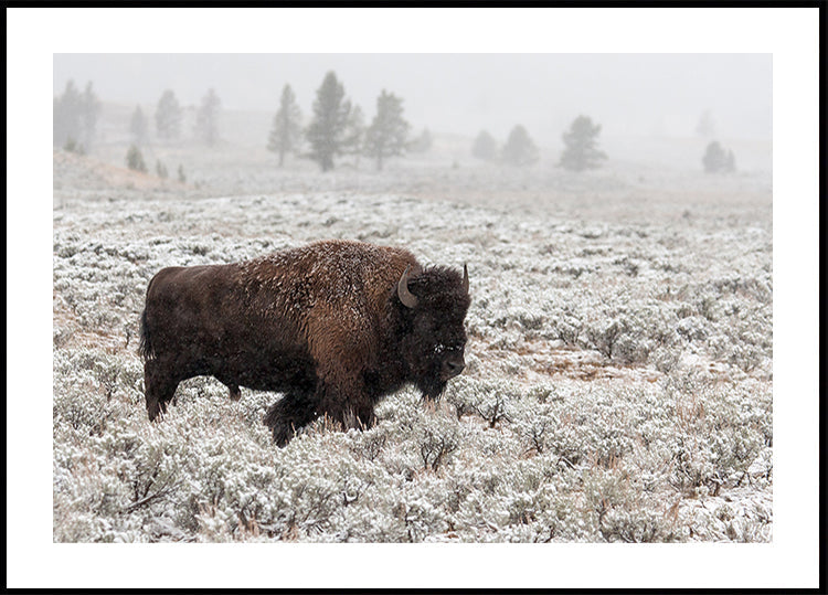 Neskorá jeseň Yellowstone