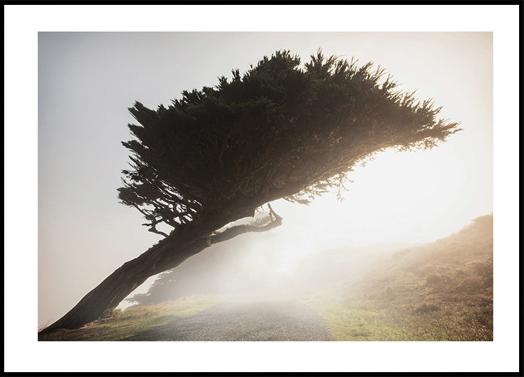 Tilted Tree Plakat - Posterbox.dk