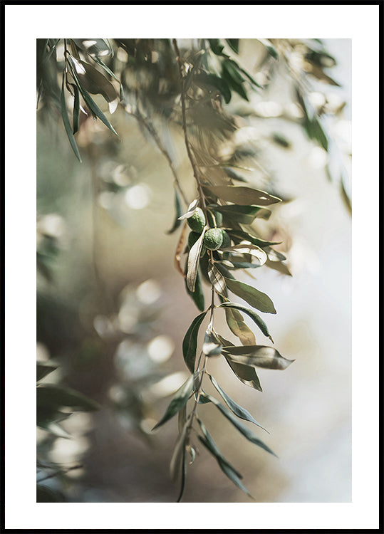 Olive Branch Plakat - Posterbox.dk