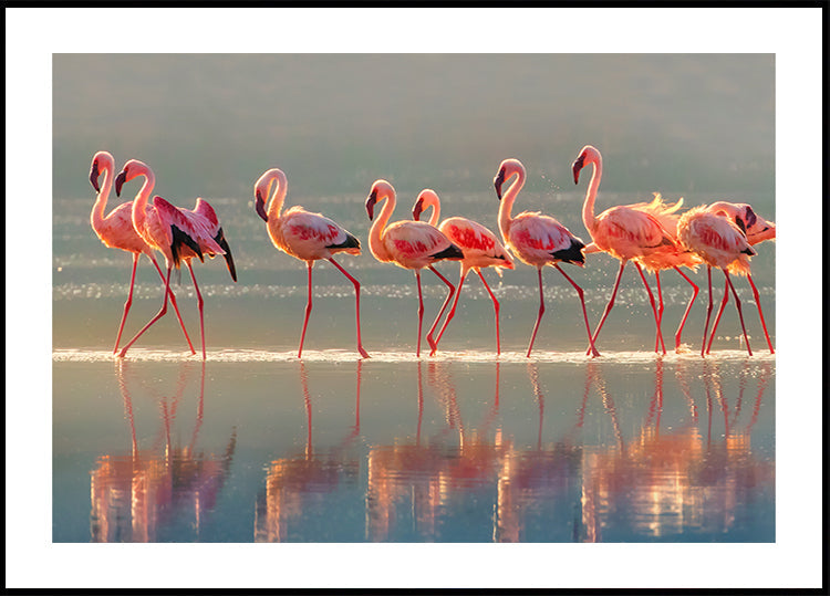Flamingó plakát